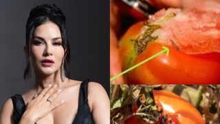 কিলবিল করছে ওটা কী! পোকা না কৃমি! টমেটো দেখে চমকে উঠলেন সানি লিওনি! আপনার টমেটোতেও কী এই সমস্যা হচ্ছে? কী করবেন জানুন...দেখুন ভিডিও...