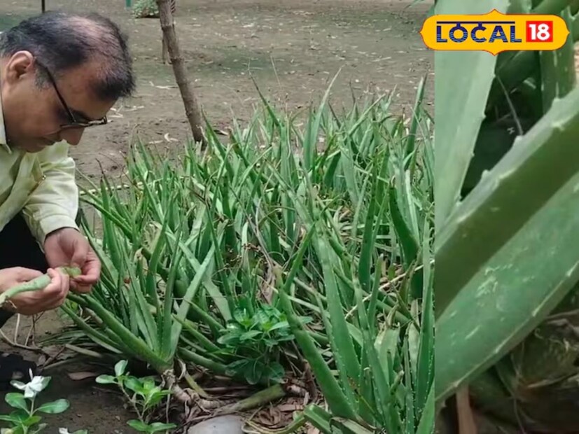 অ্যালোভেরাতে প্রচুর পরিমাণে ভিটামিন এবং মিনারেল পাওয়া যায়, যা ইমিউনিটি সিস্টেমকে শক্তিশালী করতেও সহায়ক। শুধু তাই নয়, অ্যালোভেরাতে ফাইবারও থাকে, যা ওজন কমাতেও খুব সহায়ক বলে মনে করা হয়। ভিটামিন এবং মিনারেলের সাহায্যে তাদের চুলের শিকড়ও শক্তিশালী করা যায়, যাদের চুল পড়ার সমস্যা থাকে। এতে চুলের সমস্যার সমাধান হয়।