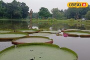 ৯ ফুট ব্যাসের বিশাল পদ্মপাতা, মানুষ বসলেও কিচ্ছু যায় আসে না! রয়েছে হাতের কাছেই