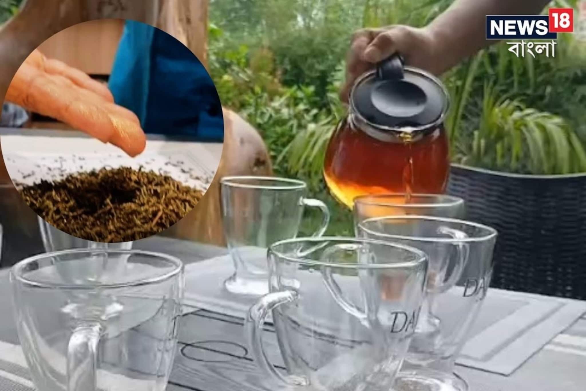 সোনার চা! দাম ধরা ছোঁয়ার বাইরে, ১ লক্ষ টাকা কেজি, পুরোটাই চলে যাচ্ছে দেশের বাইরে