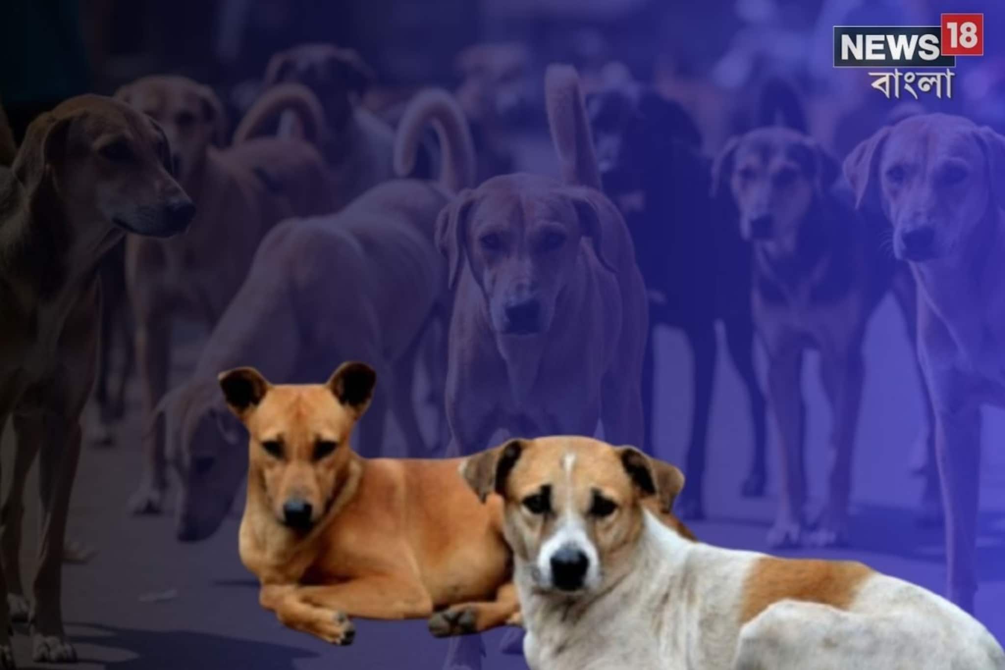 সুপ্রিম কোর্টের পথকুকুর নিয়ে আদেশ, কতটা চাপ দিল্লির উপর? কী কী অসুবিধার সামনে?