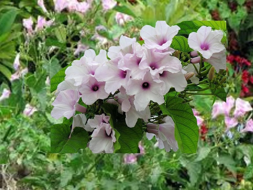 শীত, গ্রীষ্ম বা বর্ষা যেকোনো ঋতুতেই এটি শুকায় না। এই কারণেই হিন্দি ভাষায় মানুষ একে বেহায়া বলে। অর্থাৎ কোনও হায়া বা লজ্জা নেই৷ যে কোনও ঋতু ভেদে তরতরিয়ে বেড়ে ওঠে৷ তাই এটি লজ্জাহীন বা বেহায়া গাছ৷ আয়ুর্বেদ বিশেষজ্ঞ ডঃ স্মিতা শ্রীবাস্তব বলেছেন ঢোলকলমি লতার উপকারিতা নিয়ে৷