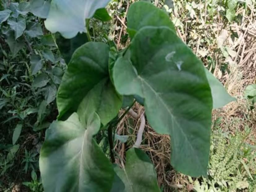 (Disclaimer: এই প্রতিবেদনটি কেবলমাত্র সাধারণ তথ্যের জন্য, তাই বিস্তারিত জানতে হলে সর্বদা বিশেষজ্ঞের পরামর্শ নিন।)(সব ছবি-নেটমাধ্যম)