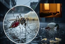 ডেঙ্গুর মশা কি শুধু সকালে কামড়ায়? জানুন কখন সবচেয়ে বেশি ঝুঁকি ও কীভাবে সতর্ক থাকবেন...