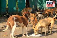 হাতে মাত্র ২ মাস, রাস্তা থেকে তুলে নিতে হবে সব কুকুর, বড় নির্দেশ দিল সুপ্রিম কোর্ট!