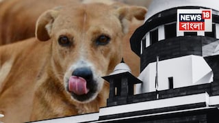 পথকুকুর নিয়ে চাঞ্চল্যকর রায় সুপ্রিম কোর্টের পথকুকুর নিয়ে চাঞ্চল্যকর রায় সুপ্রিম কোর্টের