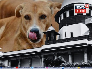 পথকুকুর নিয়ে চাঞ্চল্যকর রায় সুপ্রিম কোর্টের