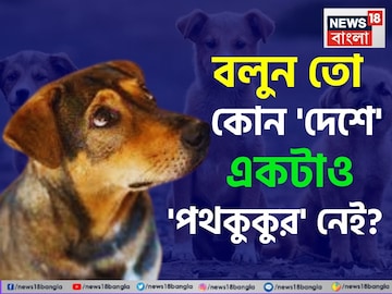 একটাও 'পথকুকুর' নেই কোন 'দেশে' জানেন...? কী ভাবে পথকুকুর শূন্য হল এই দেশ? চমকে দেবে উত্তর!