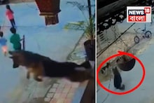 'সাবাশ, ডগেশ ভাই, সে কী লাফ'! ব্যালকনি থেকে 'সুপারহিরোর' মতো 'উড়ে গেল' পোষ্য কুকুর! দেখুন