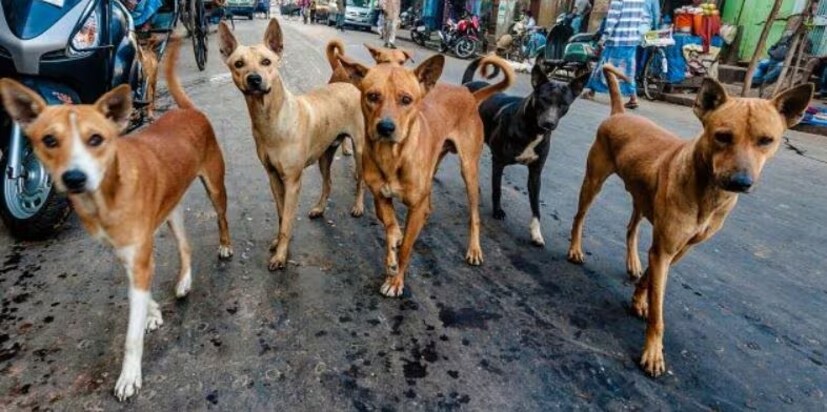 বিশেষজ্ঞ চিকিৎসক তাঁর পরামর্শে বলেন, 