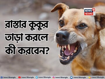 হঠাৎ রাস্তার কুকুর তাড়া করলে কী করবেন জানেন...? এক্সপার্ট বলে দিলেন বাঁচার 'সঠিক' উপায়!