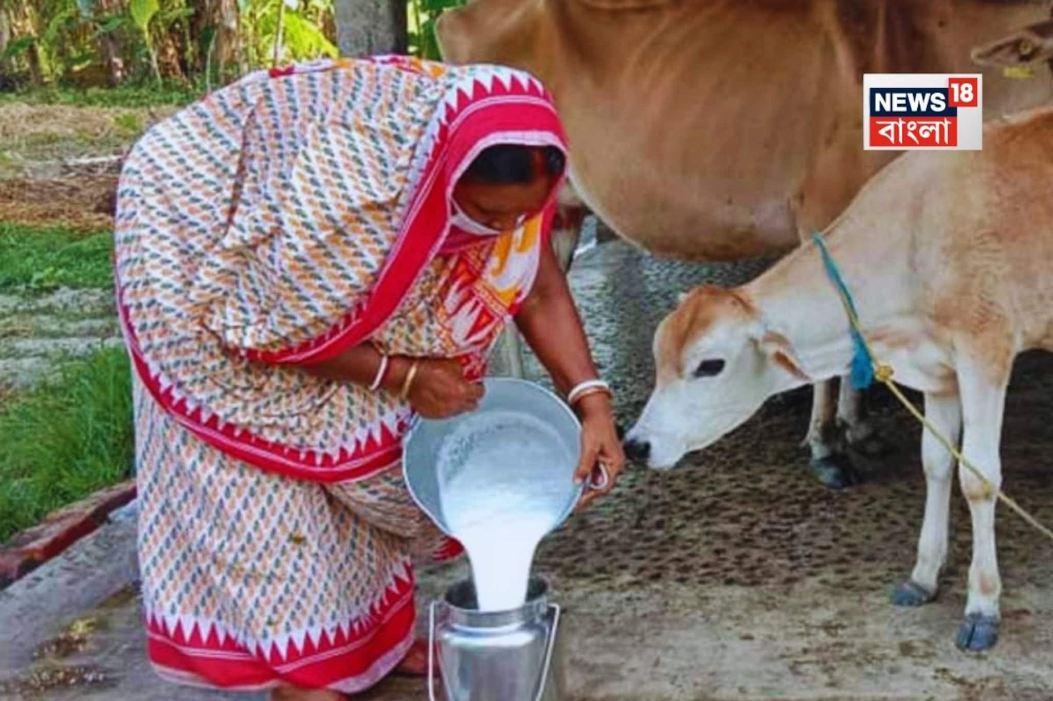 গরু-মোষ কি কম দুধ দিচ্ছে...? ট্রাই করে দেখুন এই 'টোটকা', ১০ দিনেই বইবে ধারা!