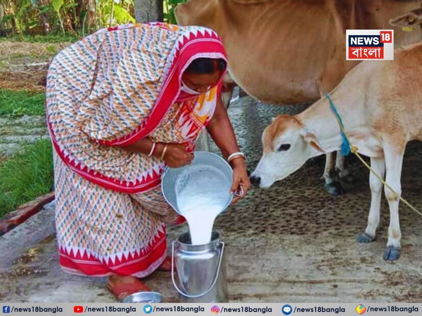 ভারতের কোটি কোটি কৃষক এবং গ্রামীণ পরিবার এখনও পশুপালনের উপর নির্ভরশীল। গরু এবং মোষ এই সব পরিবারগুলির কাছে গর্ব। কিন্তু যখন এই প্রিয় গবাদি পশুটি কম দুধ দেয়, তখন চিন্তা আসাই স্বাভাবিক।
