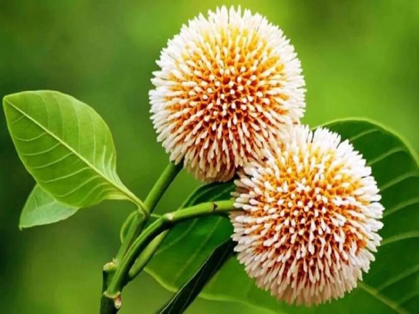 রাধাকৃষ্ণের অন্যতম প্রিয় ফুল হল কদম৷ বার বার তাঁদের পদাবলী কীর্তনে উঠে এসেছে কদমফুল তথা কদমগাছের কথা৷ চেষ্টা করুন জন্মাষ্টমীতে অন্তত একটি হলেও কদম ফুল নিবেদন করার৷