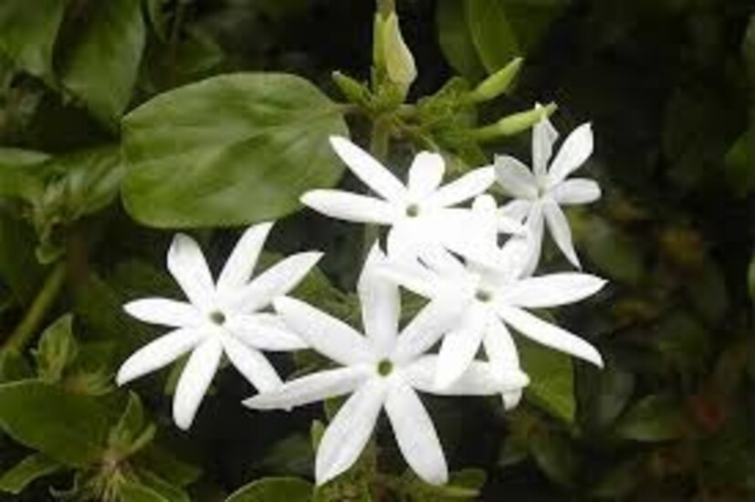 শ্রীকৃষ্ণের পুজোয় অর্ঘ্য নিবেদন করুন সাদা টাটকা তরতাজা জুঁই, বেলফুল এবং রজনীগন্ধা৷
