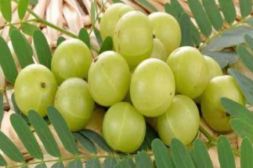 আমলকিতে প্রচুর পরিমাণে ভিটামিন সি এবং অ্যান্টিঅক্সিডেন্ট থাকে, যা মেলানিন উৎপাদন বৃদ্ধিতে সাহায্য করে। নারকেল তেলে আমলকির গুঁড়ো মিশিয়ে চুলের গোড়ায় লাগিয়ে সারারাত রেখে দিন। কিছু গবেষণা অনুসারে, এটি মেলানিন উৎপাদনে সাহায্য করে এবং চুলের প্রাকৃতিক রঙ ফিরিয়ে আনতে কার্যকর হতে পারে।