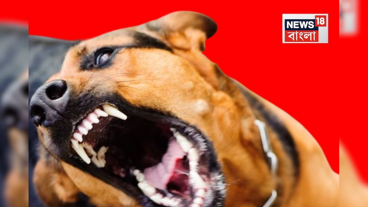 হঠাৎ কুকুর কামড়ালে কী করবেন জানেন…? সঙ্গে সঙ্গে করুন এই ‘কাজ’, বলে দিলেন এক্সপার্ট হঠাৎ কুকুর কামড়ালে কী করবেন জানেন…? সঙ্গে সঙ্গে করুন এই ‘কাজ’, বলে দিলেন এক্সপার্ট