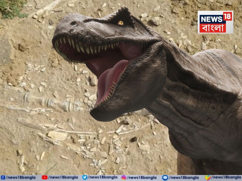 পুকুরের জন্য চলছিল মাটি খনন। সেখানেই মিলল হাড়ের জীবাশ্ম। দেখতে অনেকটা ডাইনোসরের মতো। 