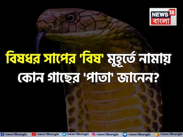 বিষধর সাপের 'বিষ' মুহূর্তে নামায় কোন গাছের 'পাতা' জানেন...? গ্যারান্টি, চমকে দেবে 'নাম'! বিষধর সাপের 'বিষ' মুহূর্তে নামায় কোন গাছের 'পাতা' জানেন...? গ্যারান্টি, চমকে দেবে 'নাম'!