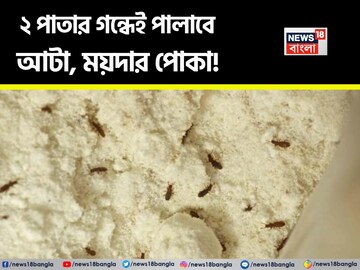 বর্ষায় খুদে পোকা কিলবিল করছে আটা ময়দায়? এই ২ পাতার গন্ধেই সুড়সুড়িয়ে পালাবে পোকার দল!