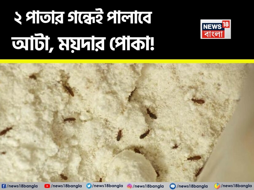  রান্নাঘরে রাখা ময়দা যদি দীর্ঘদিন ধরে সঠিকভাবে সংরক্ষণ না করা হয়, তাহলে এতে ছোট ছোট পোকার আক্রমণ দেখা দেয়। এই ছোট পোকামাকড়গুলি কেবল ময়দার গুণমানই নষ্ট করে না, বরং আপনার খাবারের স্বাদ এবং স্বাস্থ্যও নষ্ট করতে পারে। 