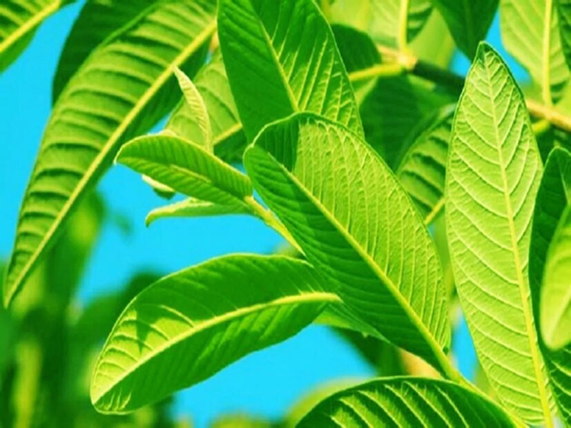দাঁতের ব্যথায় পেয়ারা পাতা এবং লবঙ্গ ব্যবহার খুবই উপকারী। তাজা পেয়ারা পাতায় প্রাকৃতিক অ্যান্টিব্যাকটেরিয়াল এবং প্রদাহ-বিরোধী উপাদান থাকে। একই সঙ্গে লবঙ্গে পাওয়া যৌগ ইউজেনল দাঁতের ব্যথা এবং মাড়ির সংক্রমণ কমাতে সাহায্য করে। এই কারণেই প্রজ্নেমর পর প্রজন্ম ধরে প্রতিটি বাড়িতে এই টোটকা ব্যবহৃত হয়ে আসছে।