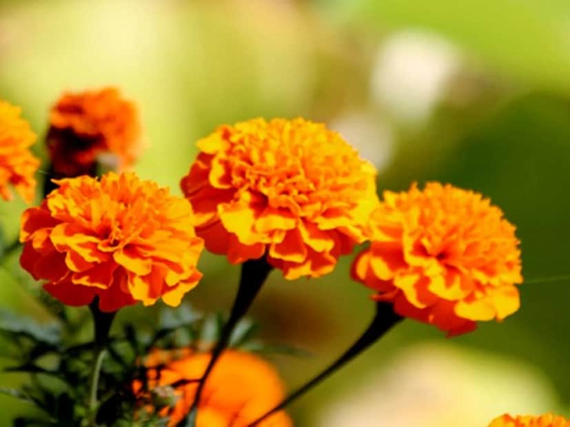 হলুদ গাঁদা ফুলও সাজিয়ে দিন রাধারানির পুজোর পুষ্পার্ঘ্যে৷ বর্ষার জলে ভেজা স্নিগ্ধ জুঁইফুল দিতেও ভুলবেন না শ্রীরাধিকার উপাসনায়৷