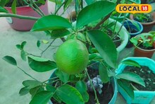 আম, আপেল, কুল, আরও কত কী...! সন্তানস্নেহে 'ওদের' বড় করেছেন মেদিনীপুরের দম্পতি