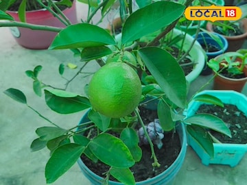 মনি
