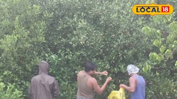 ম্যানগ্রোভের