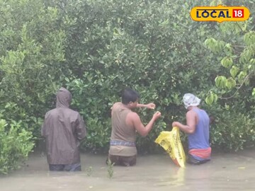 ম্যানগ্রোভের