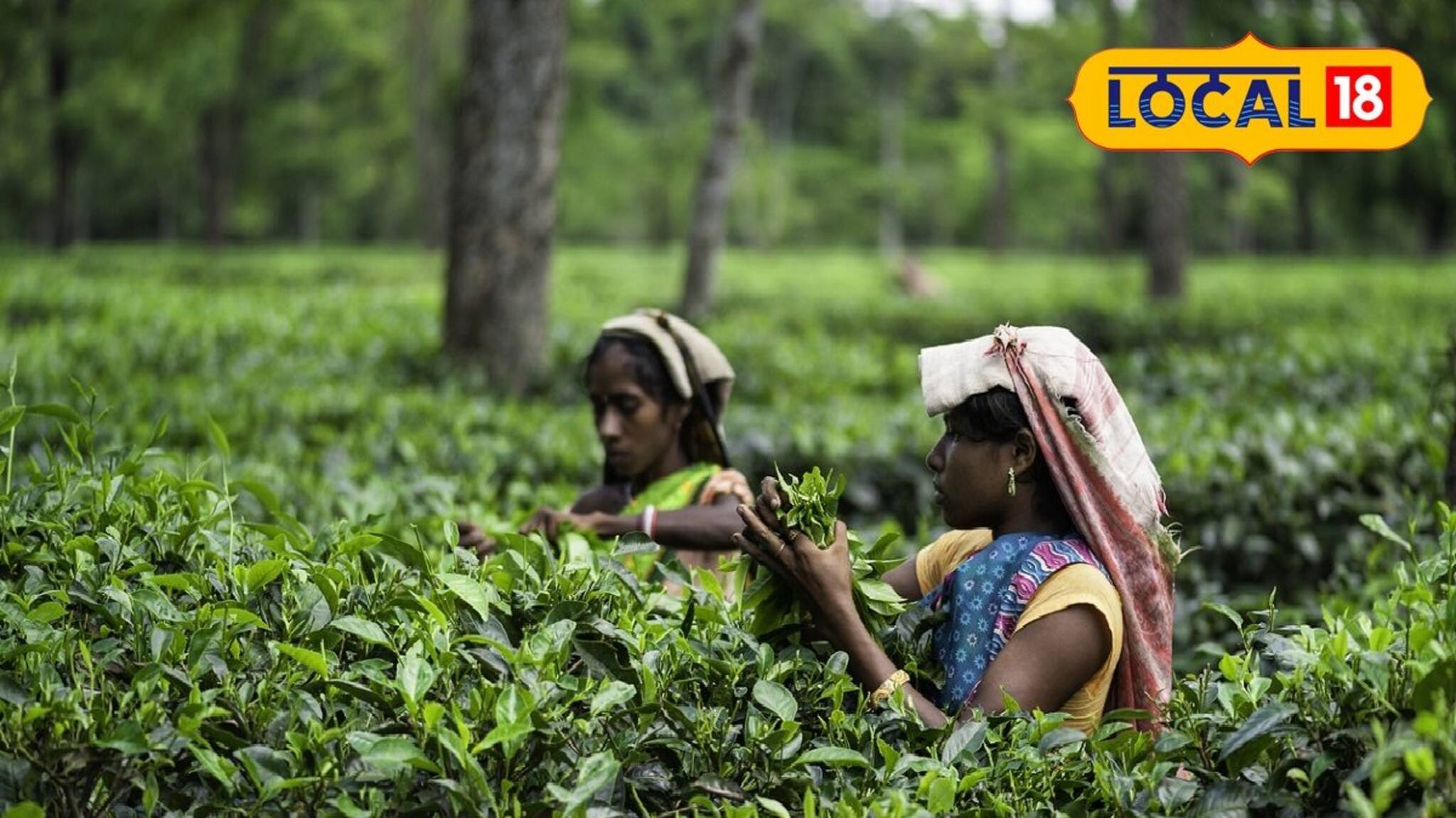 চা নাকি সোনা! এক লক্ষ টাকা কেজি, কোথায় পাবেন?