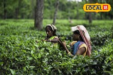 চা নাকি সোনা! এক লক্ষ টাকা কেজি, কোথায় পাবেন?