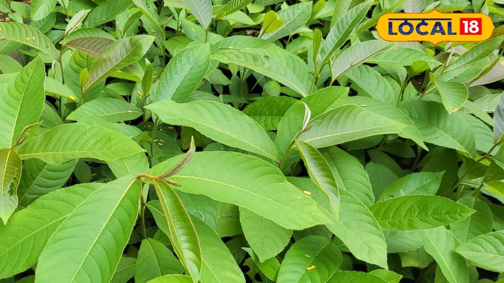 শহরের নাম থাকলেও নামের মাহাত্ম্য ছিল না! তবে এবার ফিরবে