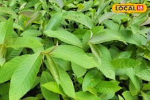 শহরের নাম থাকলেও নামের মাহাত্ম্য ছিল না! তবে এবার ফিরবে