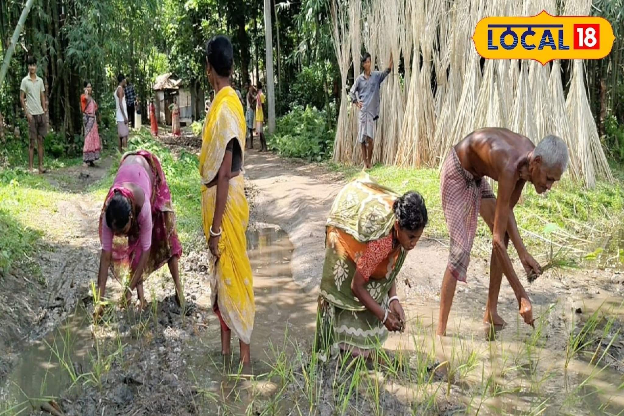 রাস্তায় ধানের চারা রোপণেও সুরাহা অধরা! ৩০ বছরের যন্ত্রণার মূলে কী জানেন?