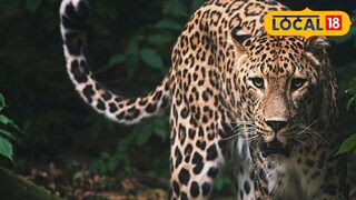 দুর্ঘটনায় মৃত্যু চিতাবাঘের। (প্রতিকী ছবি)