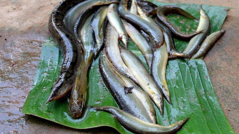 Fish: নাক সিঁটকান বাজারে দেখলেই…? ঔষধি গুণে ভরপুর গ্রাম-বাংলার এই সাধারণ মাছ! প্রোটিনের ভাণ্ডার, বাতের ব্যথা  সারবে এক চুটকিতে! বাকি উপকার শুনলে এখনই ছুটবেন থলে হাতে