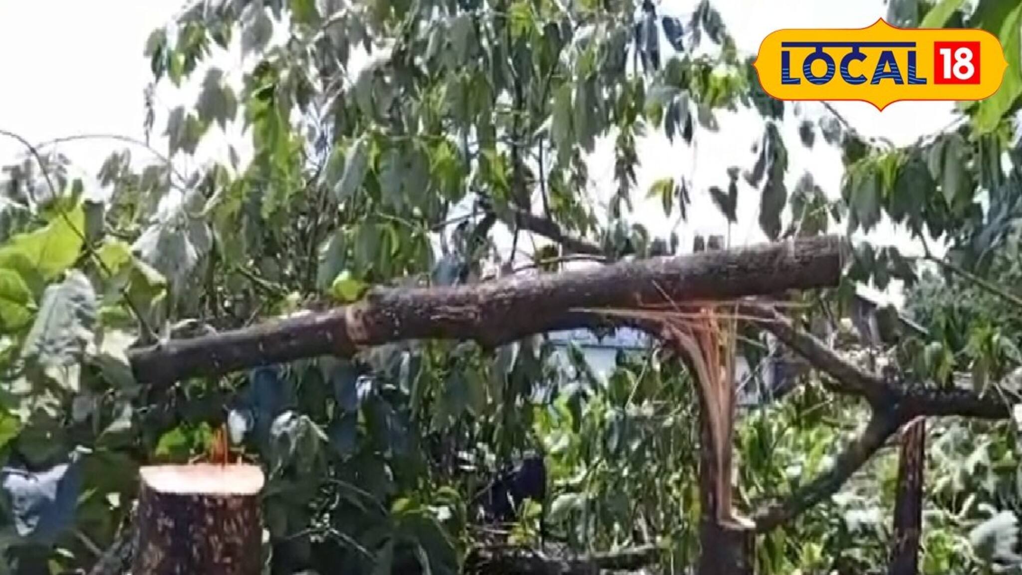 এমন দৃশ্য দেখেই 'মাথা খারাপ'! রাতারাতি সাফ হয়ে গেল সেগুন বাগান, অডিও ক্লিপ নিয়ে তরজা