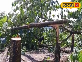 কেটে ফেলা হয়েছে গাছ।