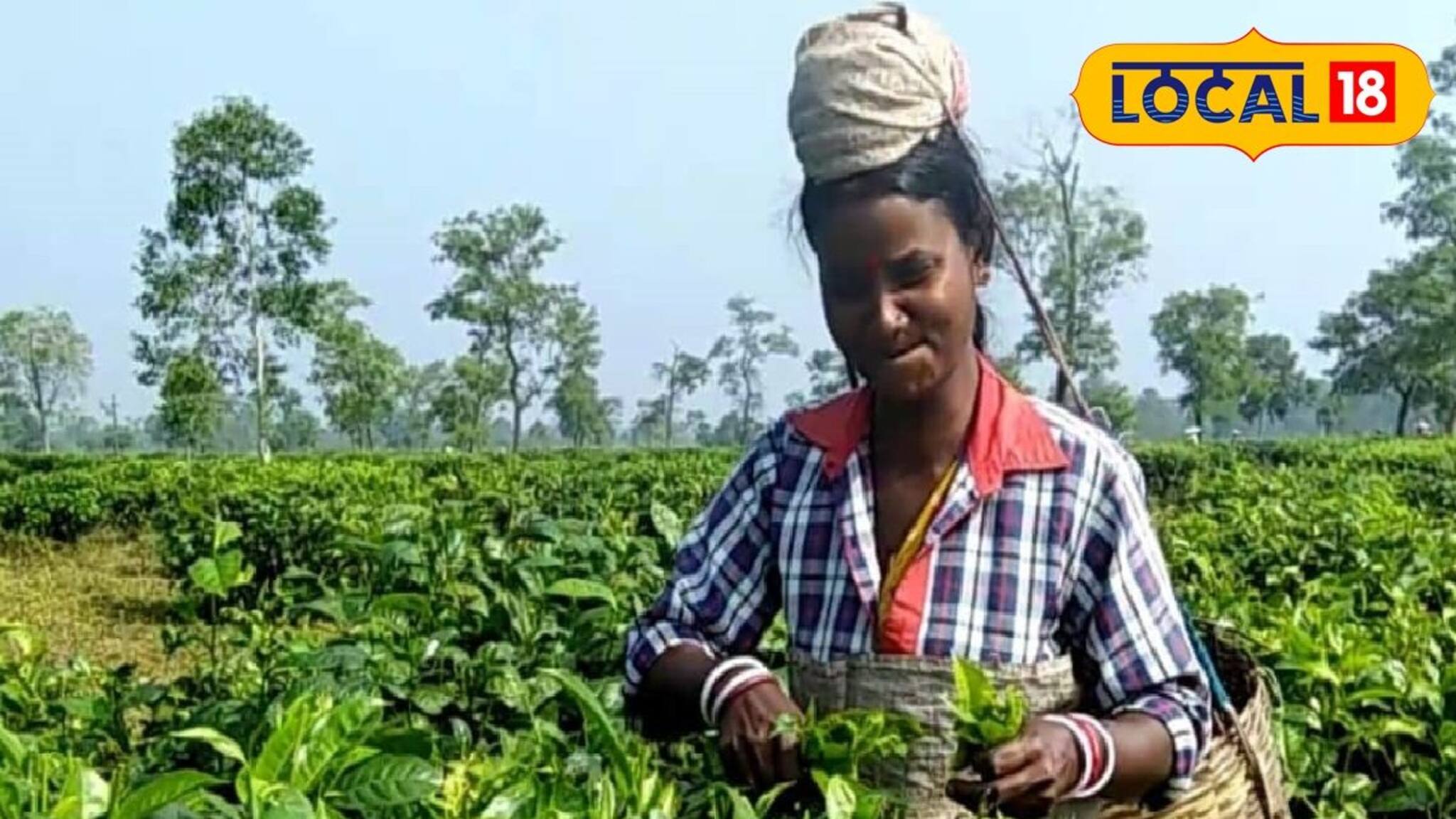 বাঘের খাঁচায় বন্দি সন্তান, চিতা ঘুরছে স্বাধীনভাবে! চা পাতা তুলতে নামলেই ভয়, ডুয়ার্সে নজিরবিহীন আতঙ্ক