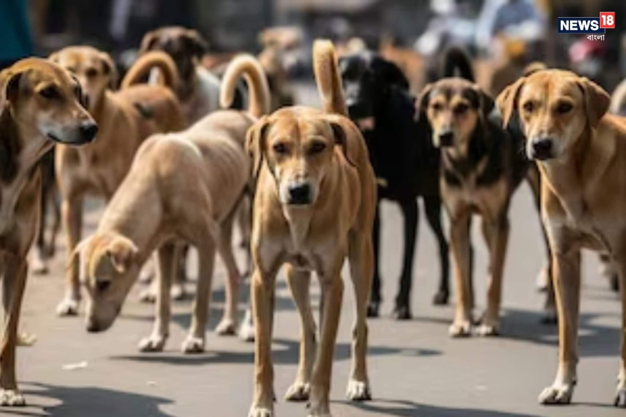 রাস্তার কুকুর সরানোর নির্দেশ সুপ্রিম কোর্টের, নেটদুনিয়াকে করেছে দ্বিধাবিভক্ত, জানুন কারণ