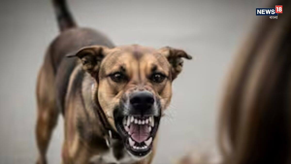 woman mauled to death by pack of dogs in up kushinagar amidst stray ...