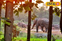 ‘হাতিকে বিরক্ত করলে সর্বনাশ হবে’, সতর্ক করল বন দফতর