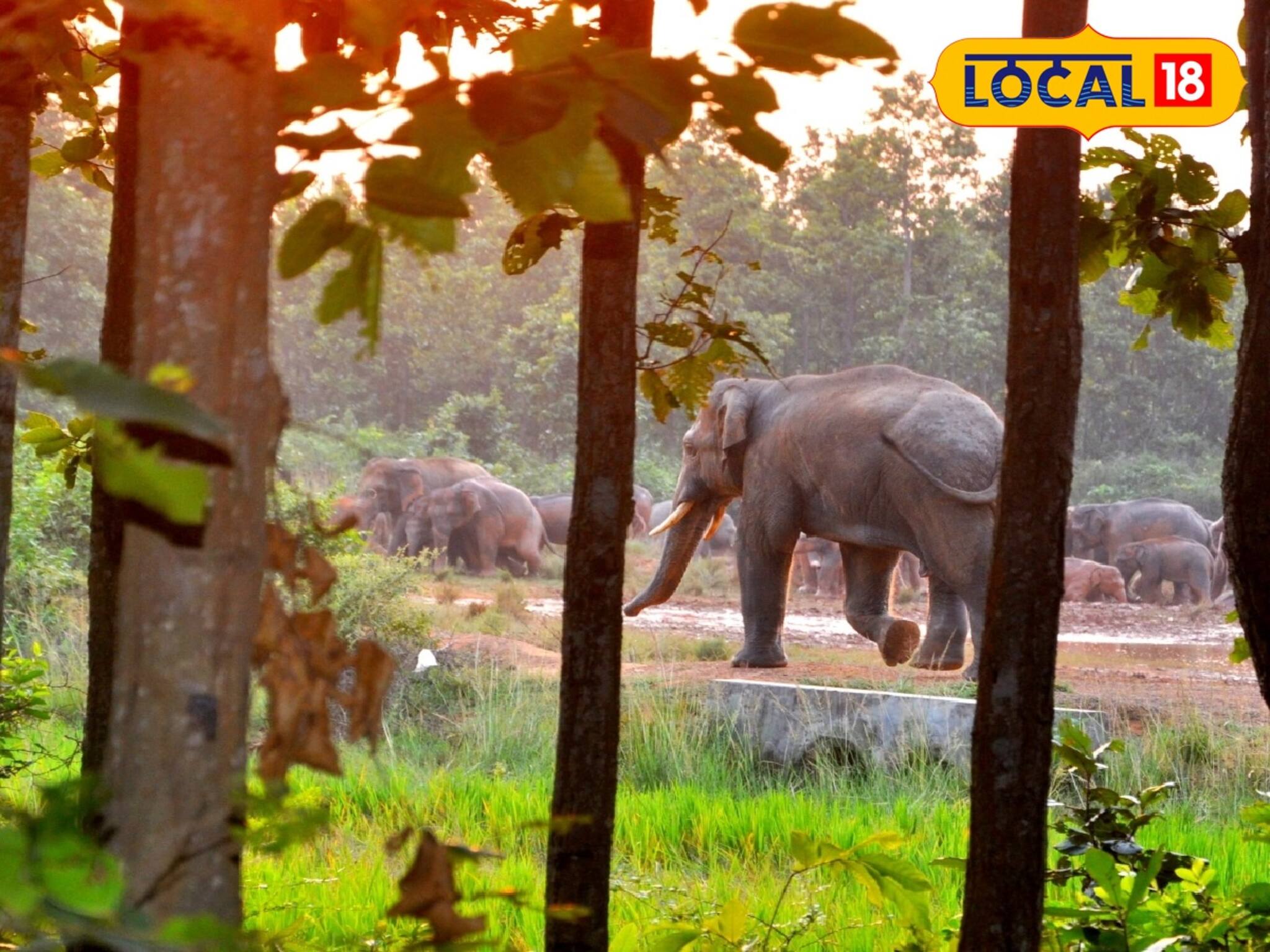 ‘হাতিকে বিরক্ত করলে সর্বনাশ হবে’, সতর্ক করল বন দফতর