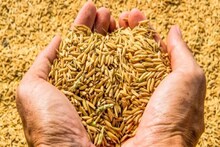 ধানের ফসল বাঁচাতে অভিনব ভাবনা জঙ্গল লাগোয়া গ্রামবাসীদের!