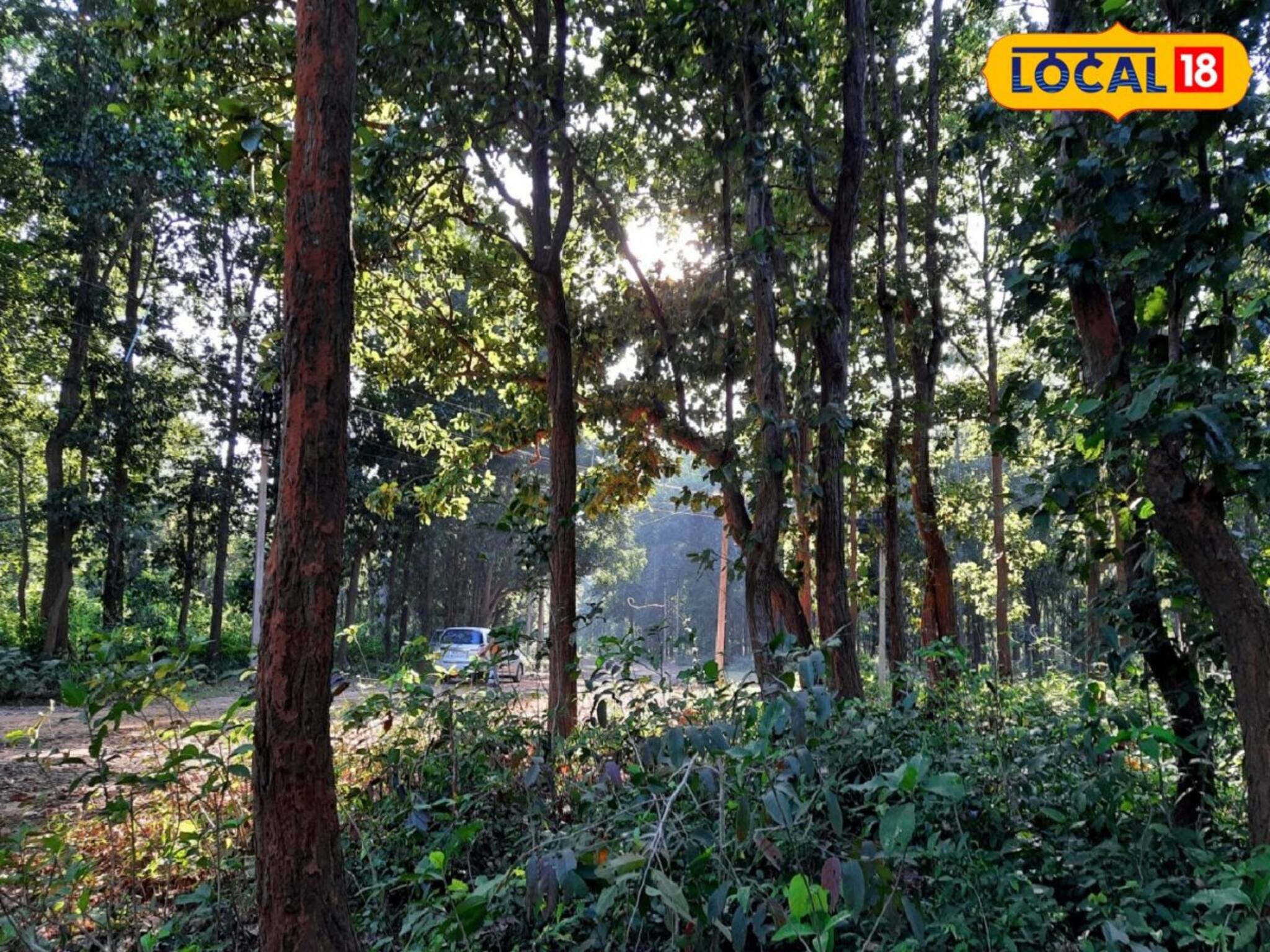 গাছের গায়ে বাঁধা হল টেরাকোটার রাখি! কেন জানেন?