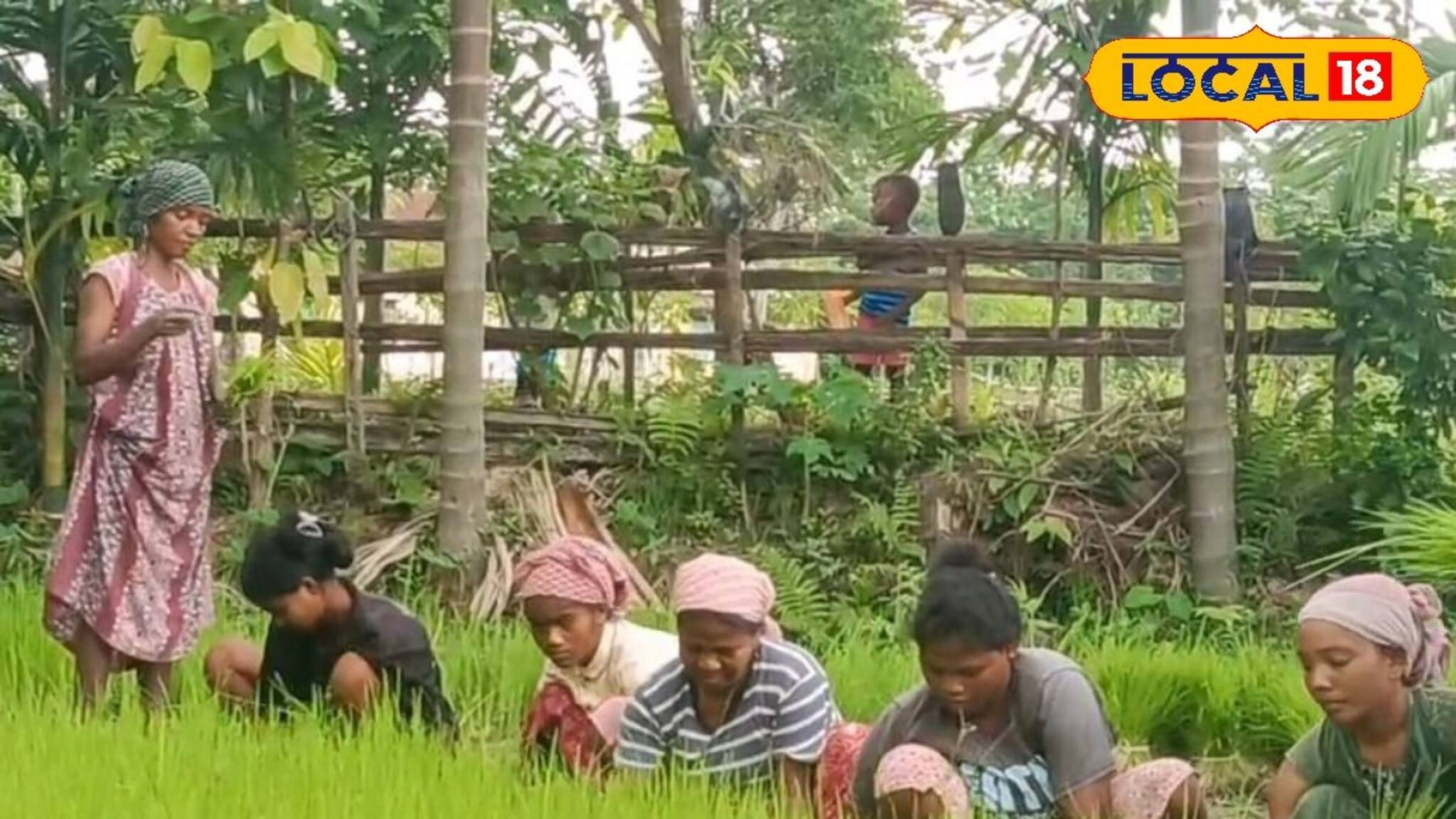 নামে কালো, দামে সোনা! এই ধান চাষ করেই মালামাল চাষিরা