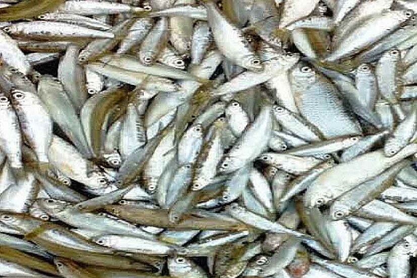 ক্ষুদ্র-পুষ্টি উপাদান (Micronutrients): বোরোলি মাছের মতো ছোট স্থানীয় মাছগুলি মাইক্রোনিউট্রিয়েন্ট সমৃদ্ধ। এটি শরীরের প্রোটিনের চাহিদা পূরণের পাশাপাশি পুষ্টিগত নিরাপত্তা নিশ্চিত করে।