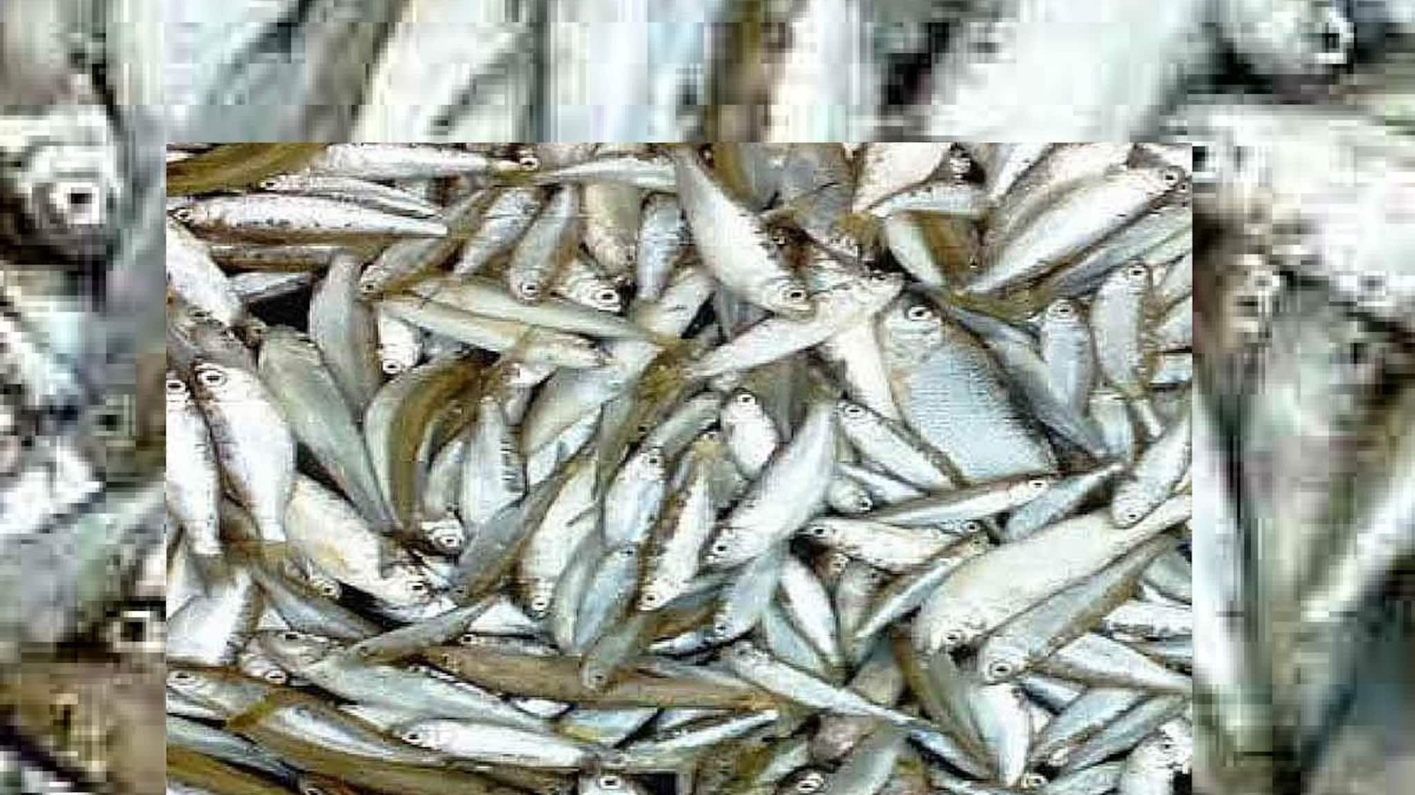 North Bengal: ১০০০ থেকে ১৪০০ টাকা প্রতি কেজি...নতুন বছরের শুরুতেই আকাশছোঁয়া বোরোলি মাছের দাম